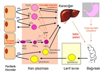 Vldl Kolesterol Nedir ve Kaç Olmalıdır?